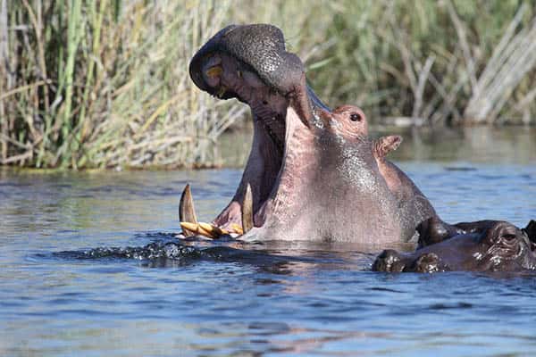 Cuánto viven los hipopótamos