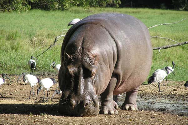 Cuánto viven los hipopótamos