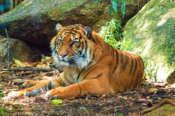 Cuánto viven los tigres