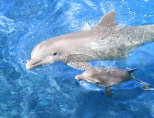 Cuánto viven los delfines