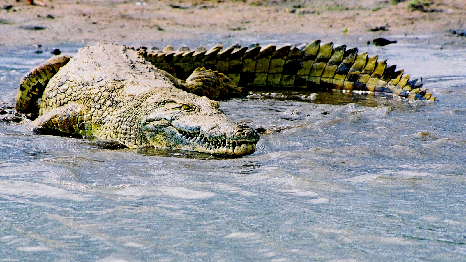 COCODRILOS | Cuanto viven los cocodrilos, cuánto pesan y miden
