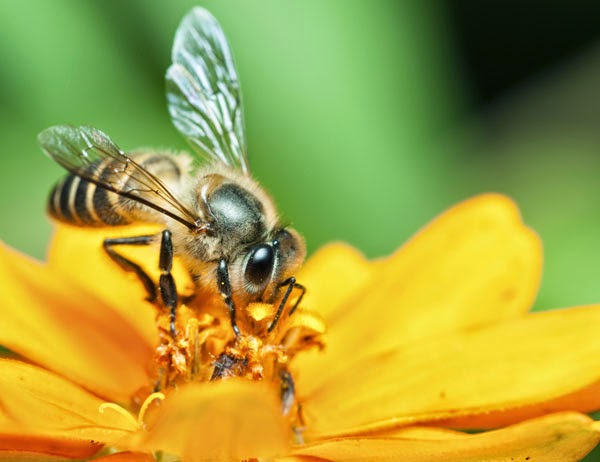 Cuánto viven las abejas