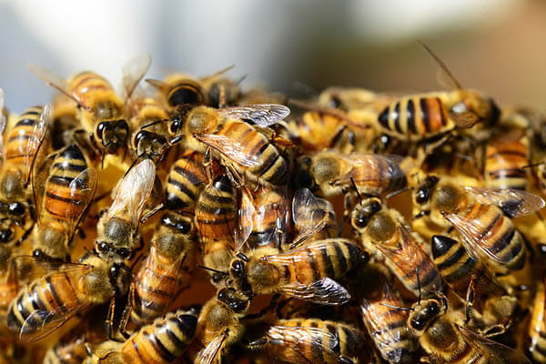 Cuánto viven las abejas