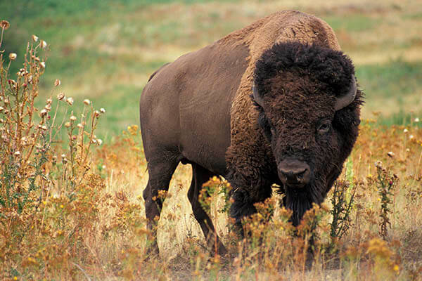 Cuánto vive el bisonte americano