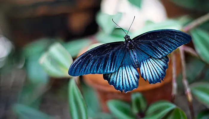 Reproducción y ciclo de vida de las mariposas