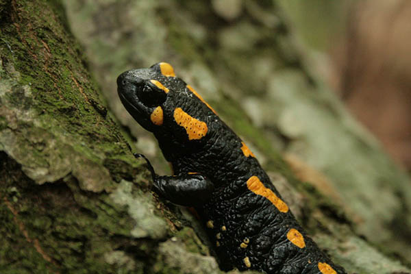 Cuánto viven las salamandras