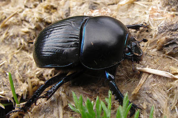 Cuánto viven los escarabajos