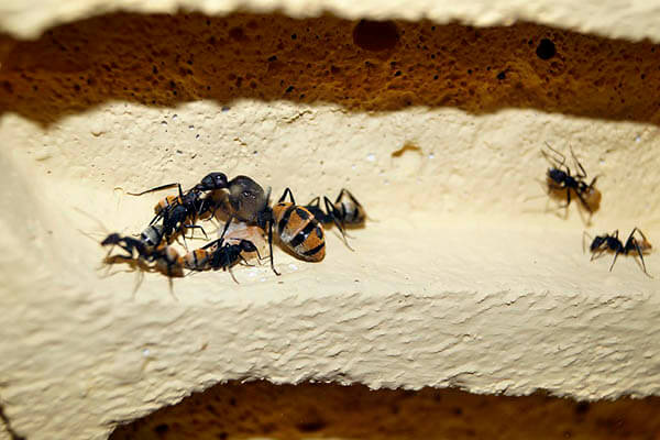 Cuánto viven las hormigas