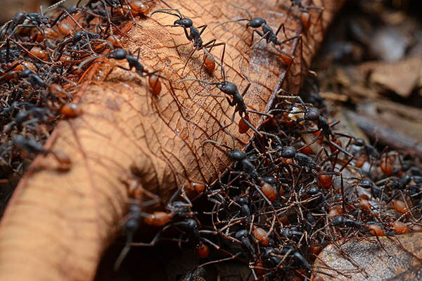 Cuánto viven las hormigas