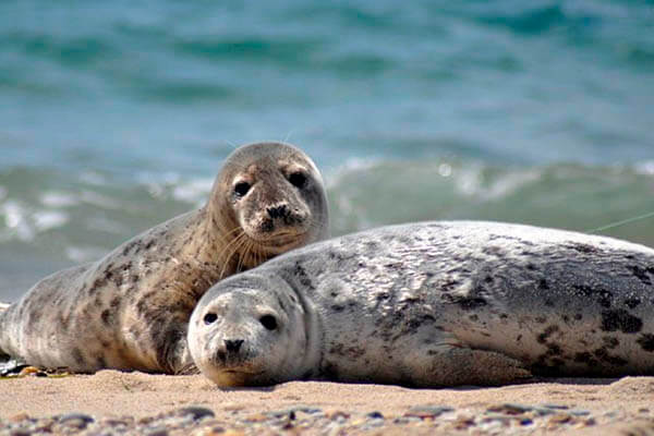 Cuánto viven las focas