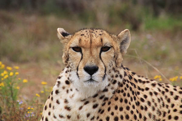 Cuánto viven los guepardos