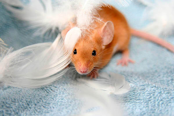 Cuánto viven los ratones