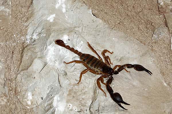Cuánto viven los escorpiones