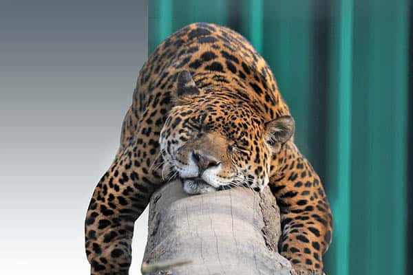 Cuánto viven los jaguares