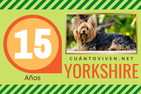 Cuánto vive un yorkshire terrier