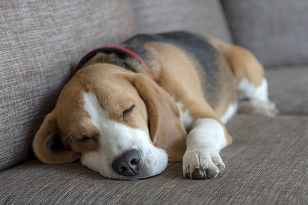 Cuánto vive un beagle