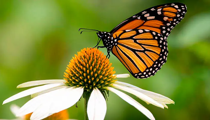 Cuánto tiempo vive una mariposa monarca
