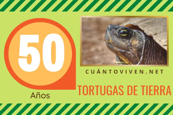 Cuánto viven las tortugas de tierra