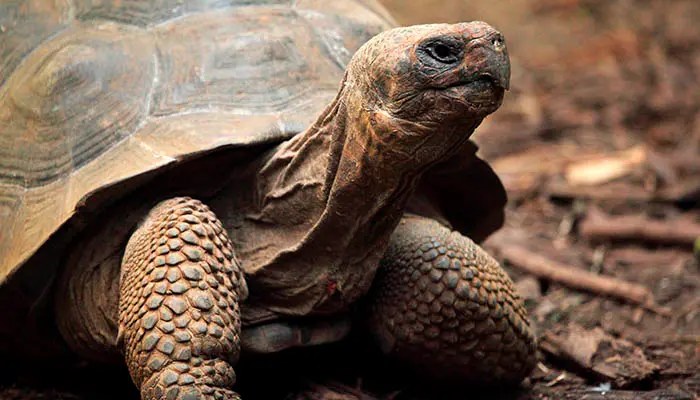 Cuánto tiempo vive una tortuga de tierra