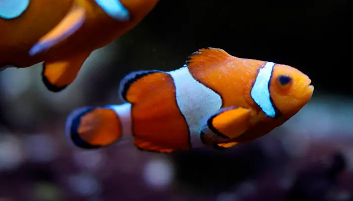 Colores del pez payaso