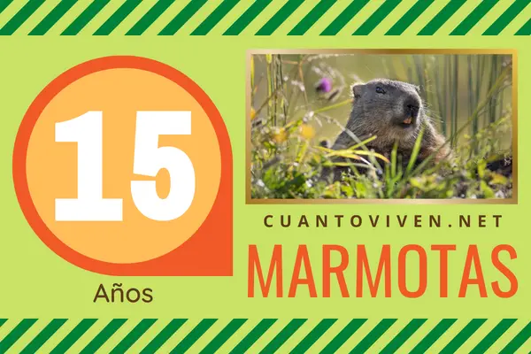Cuánto viven las marmotas
