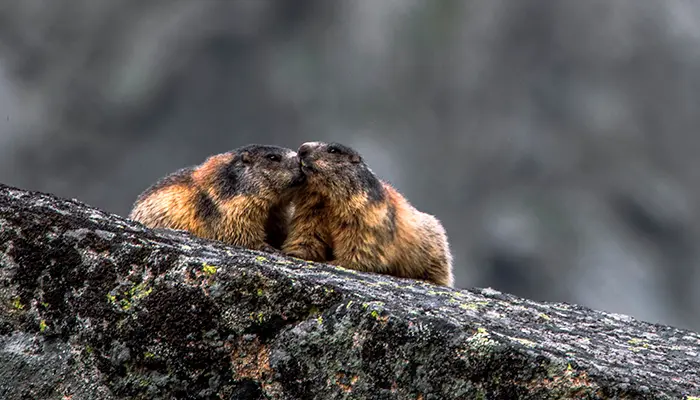 Ciclo de vida de las marmotas