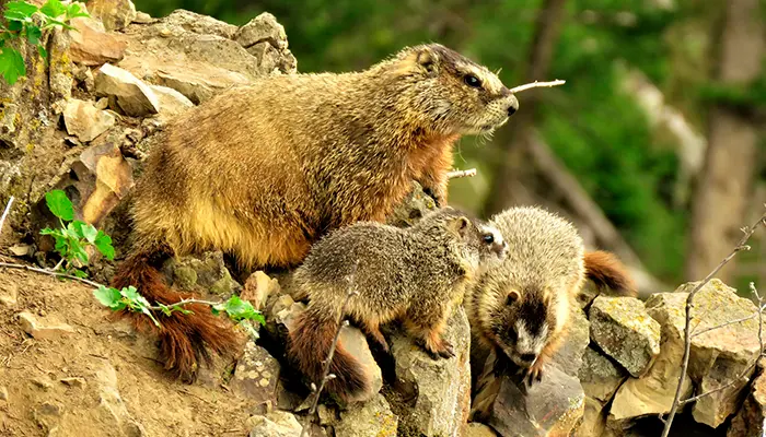 Crías de las marmotas