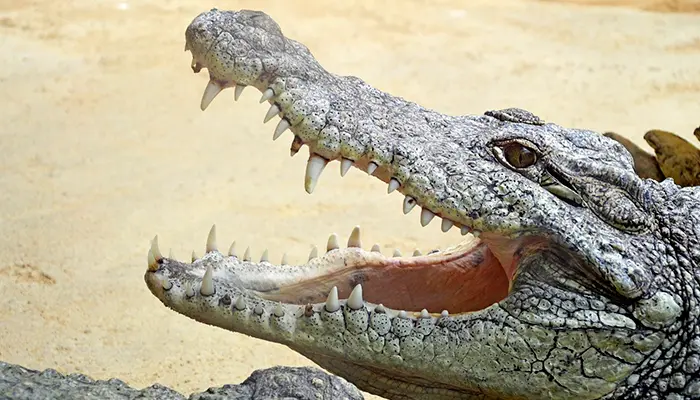 Diferencias entre los cocodrilos y los caimanes