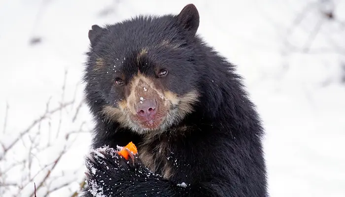 Qué comen los osos de anteojos
